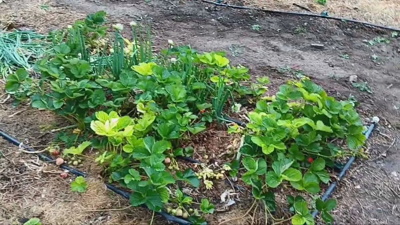 Heavy Mulch No Till Garden Tour June 2023