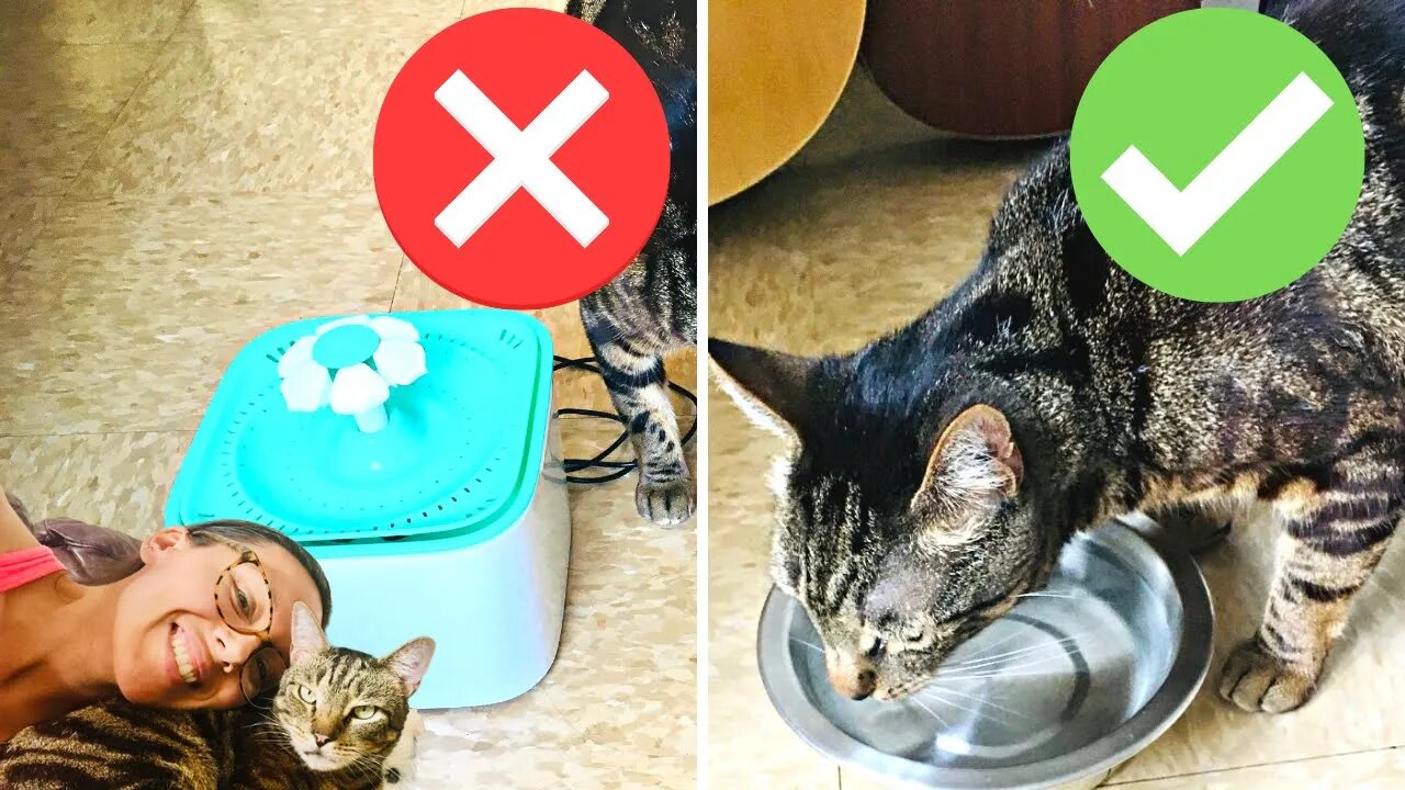 IMMEDIATELY throw your cat's plastic bowls in the garbage