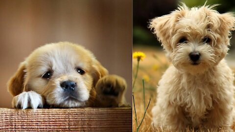 Baby Dogs - Cute Dog Videos Compilation #1 | Aww Animals
