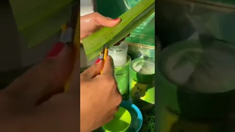 Tropical Aloë Vera / experiment subscription