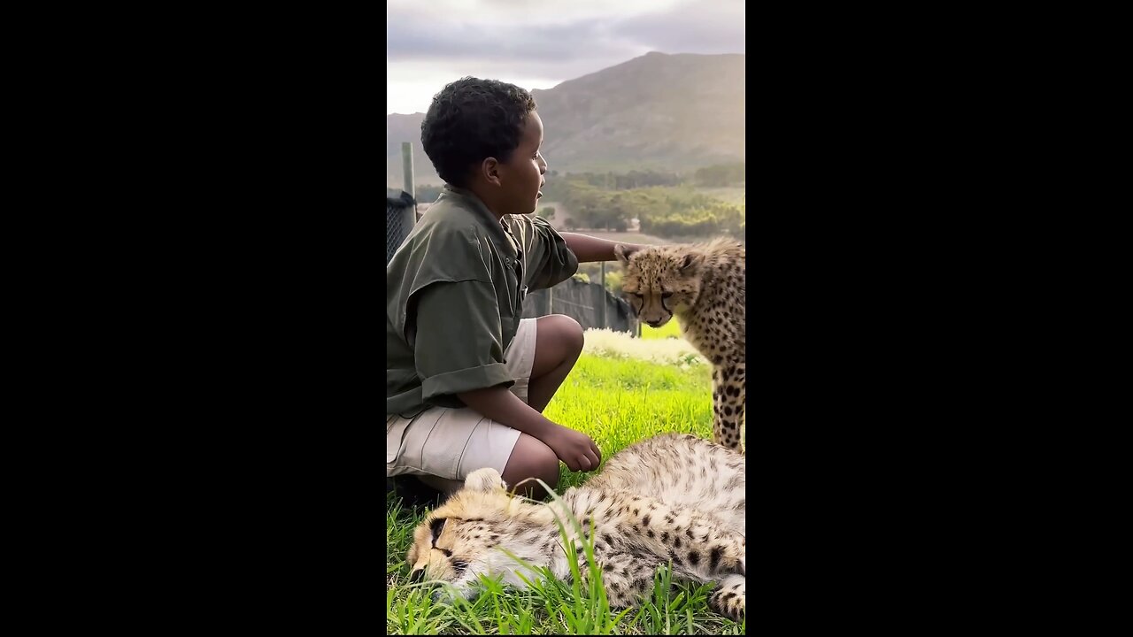 Would You Pet a Cheetah in Africa?