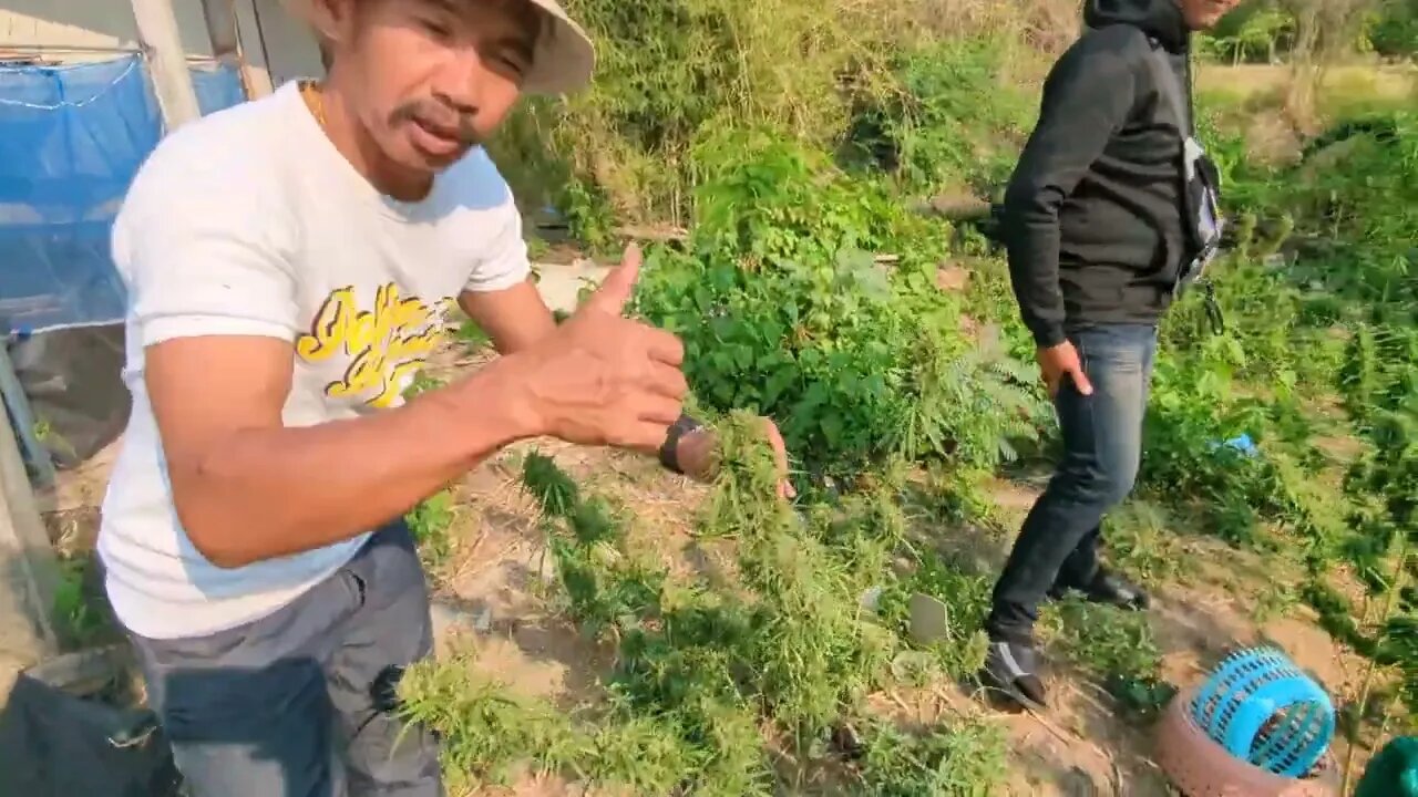 Another local Thai Grow and more natural inputs to check out