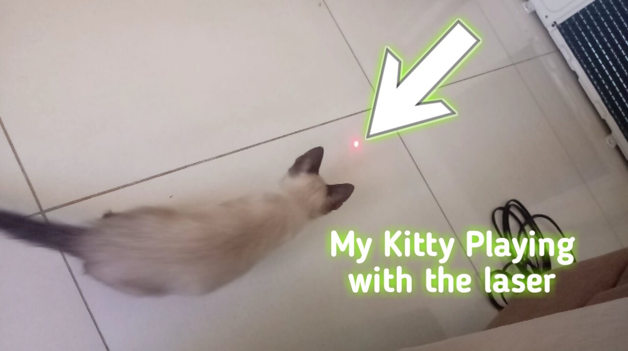 My Kitty playing with the laser