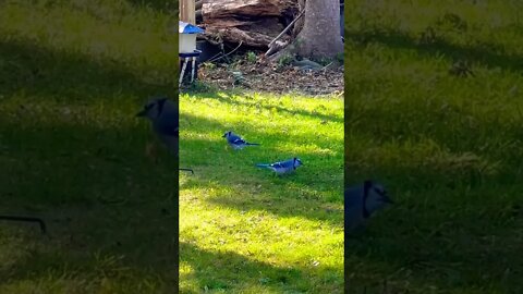 Wild Blue Jays in Canada