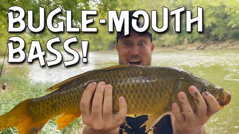 Smallmouth, Spotted and..... BUGLE-MOUTH BASS?????