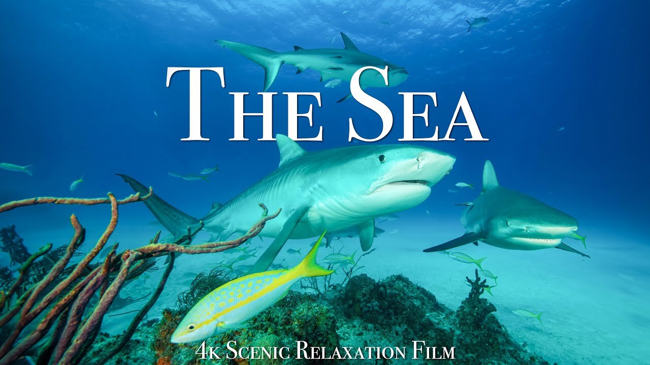 The Ocean 4K - Scenic Wildlife Film With Calming Music