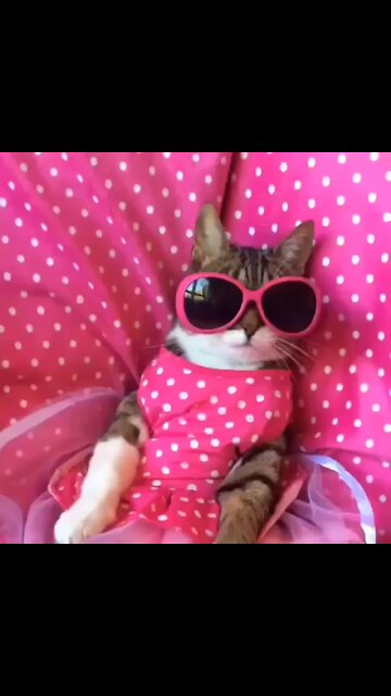 Cuteness Cat Enjoy Very Funny Moments 2021