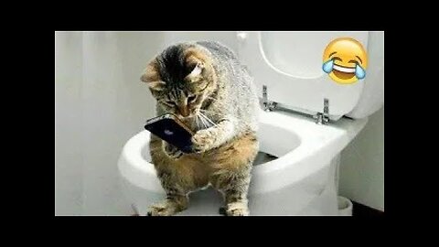 Best Funny Animal Videos Of The 2023 🤣 - Funniest Cats And Dogs Videos 😺😍😂🐶 Funny cat & dog videos 😍