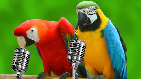 WORLD BEST DANCING PARROT - You will love it