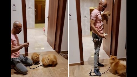The puppy wants to play with a cat friend during a training session #Shorts #dog #cat #tiktok