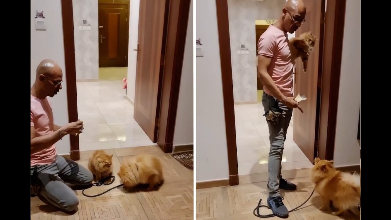 The puppy wants to play with a cat friend during a training session #Shorts #dog #cat #tiktok
