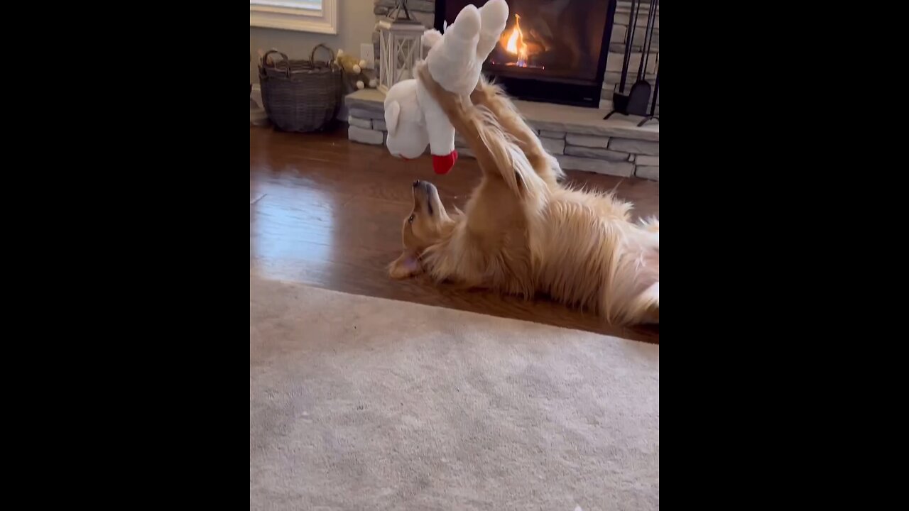 It’s a Toy not a Lover #cutepet #cutegoldenretriever