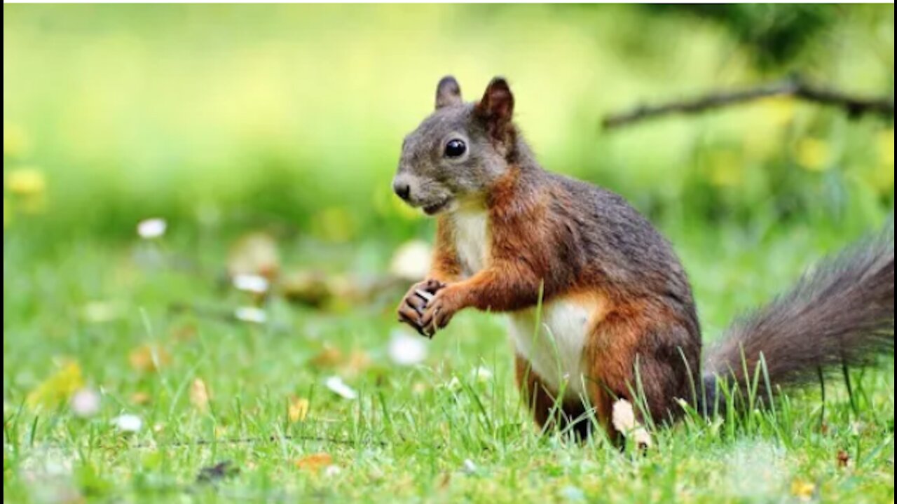 Squirrel funny video