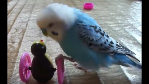 Romance of a parrot with a doll