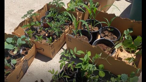 You've Been Killing Your Plants With Water! #WateringPlants #HowtoWaterPlants