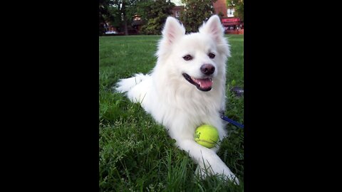 Cute puppies | Cute Pomeranian | funny animal videos