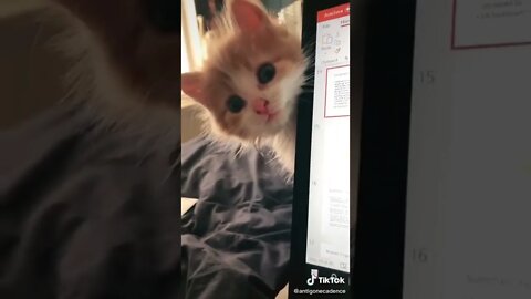 I think he is hungry 🥺😂 #shorts #shortsvideo #cat #kitten #kitty #funny