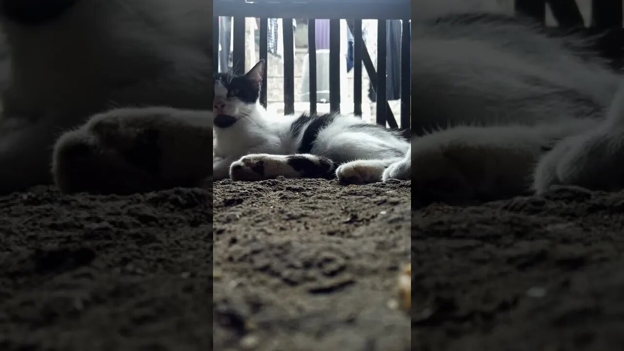 saat akrabnya udah banget ...#short #catlover #cat