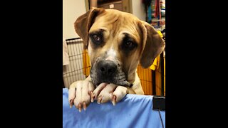 Gentle giant ❤️ at the Humane Society