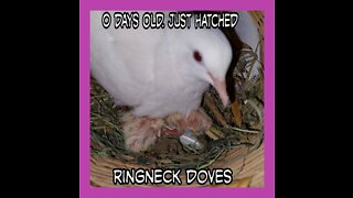 What you need for ringneck doves