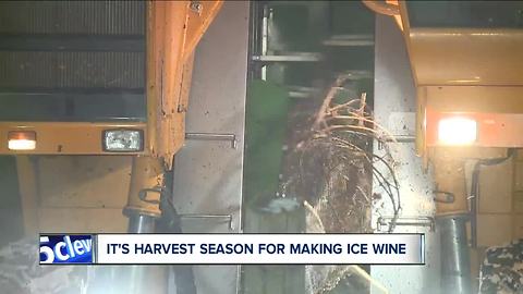 Ferrante Winery embraces arctic air during harvesting time for ice wine