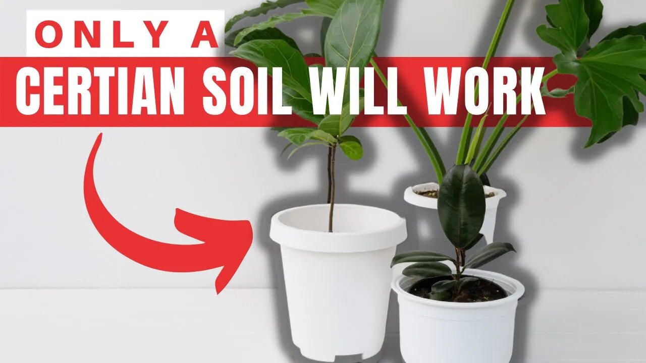 Choosing A Potting Soil For Self Watering Containers. How To Transition A Plant To A New Pot.