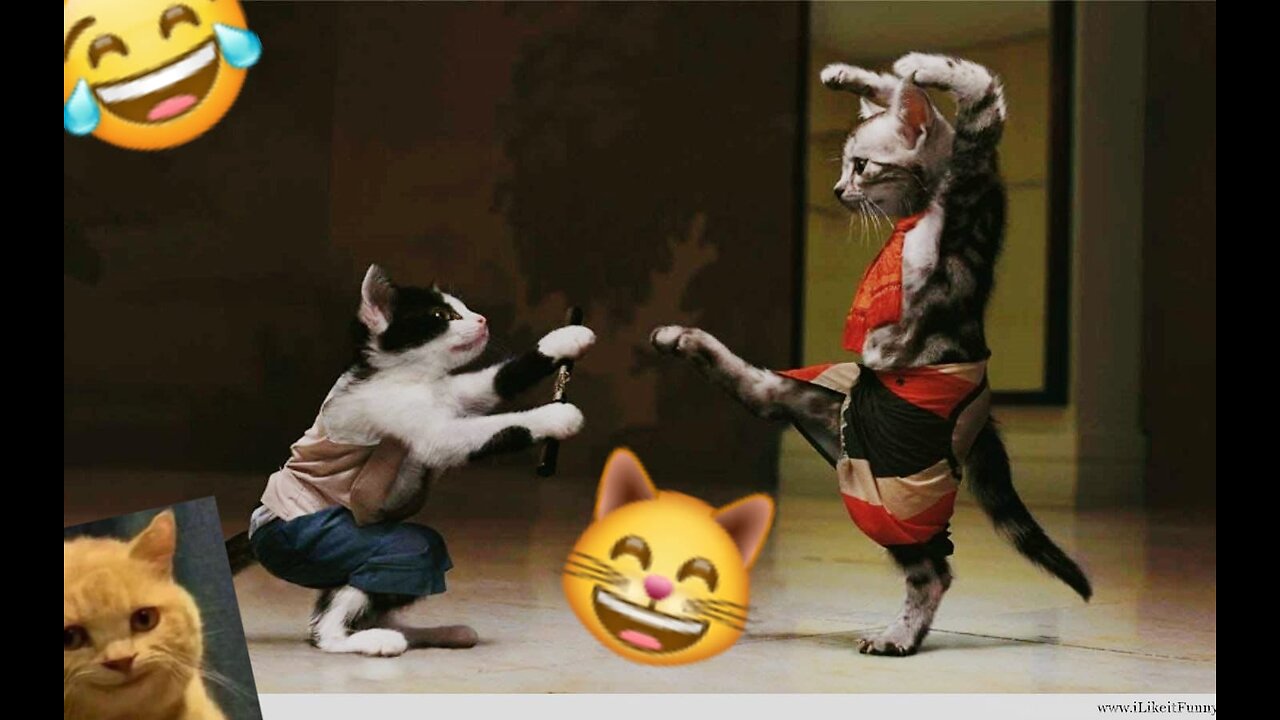 Funniest Cats And Dogs Videos 😁 (26)