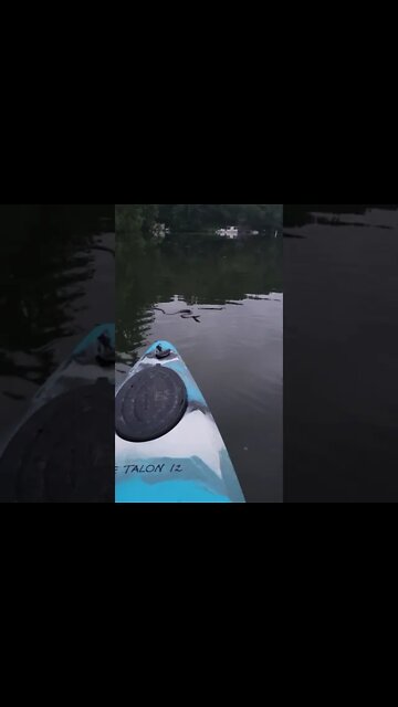 Water Moccasin? #watermoccasin #watersnake #marylandsnake