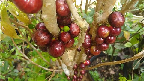 jabuticaba branca vinho (plinia phitrantha) precoce produz o ano todo a venda em Niterói RJ Brasil🇧🇷