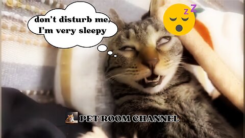 Cuteness Overload: Hilarious Cat Moments You Can't Miss! 😻😂
