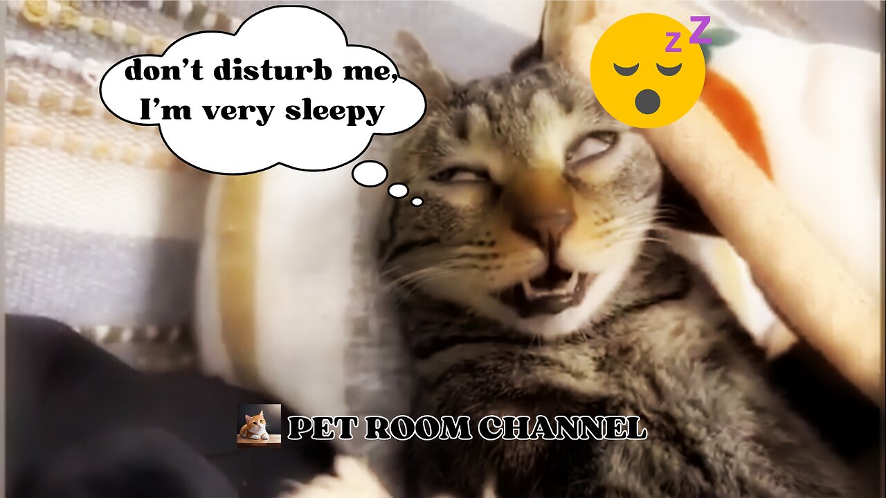 Cuteness Overload: Hilarious Cat Moments You Can't Miss! 😻😂