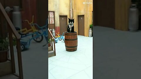 Gato Bartolomeu Tunico na vila do Chaves 😸