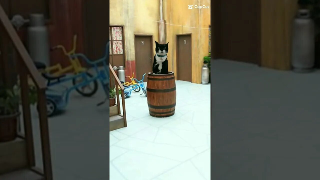 Gato Bartolomeu Tunico na vila do Chaves 😸