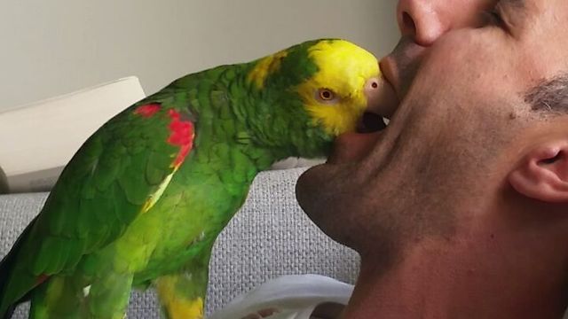 Parrot mesmerized by singing