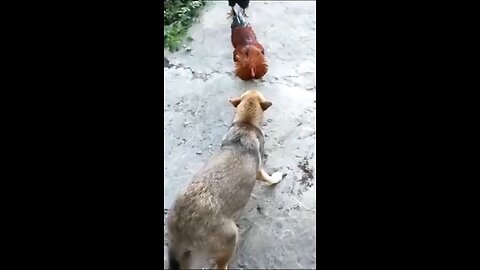 " Animal fight "