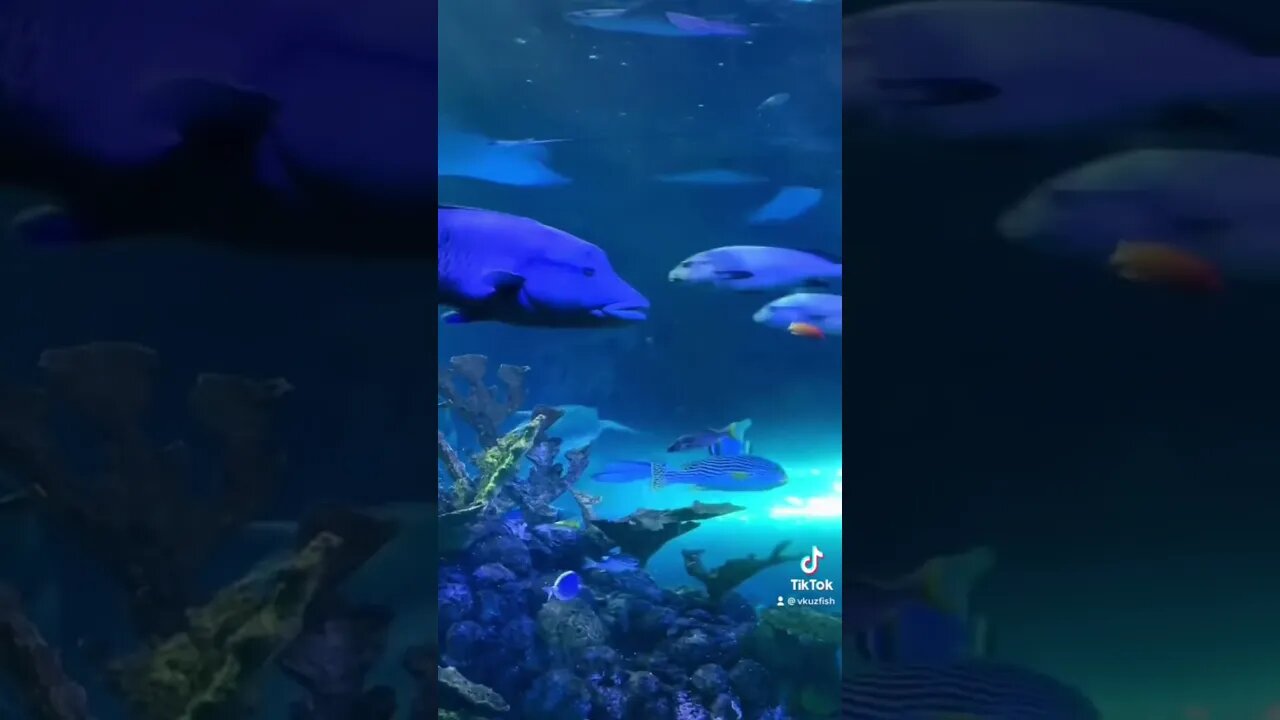 Open reef Aquarium! Big fish!