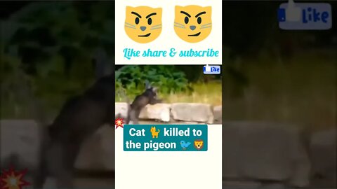 Cat 🐈 killed to the pigeon 🐦#shorts #youtubeshorts #shortsfeed ||