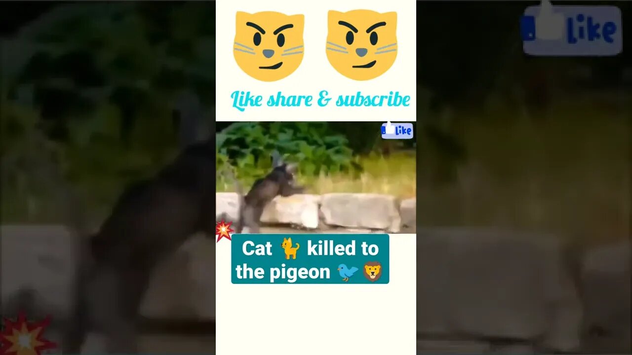 Cat 🐈 killed to the pigeon 🐦#shorts #youtubeshorts #shortsfeed ||