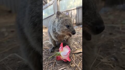 Cute funny Quokka -134