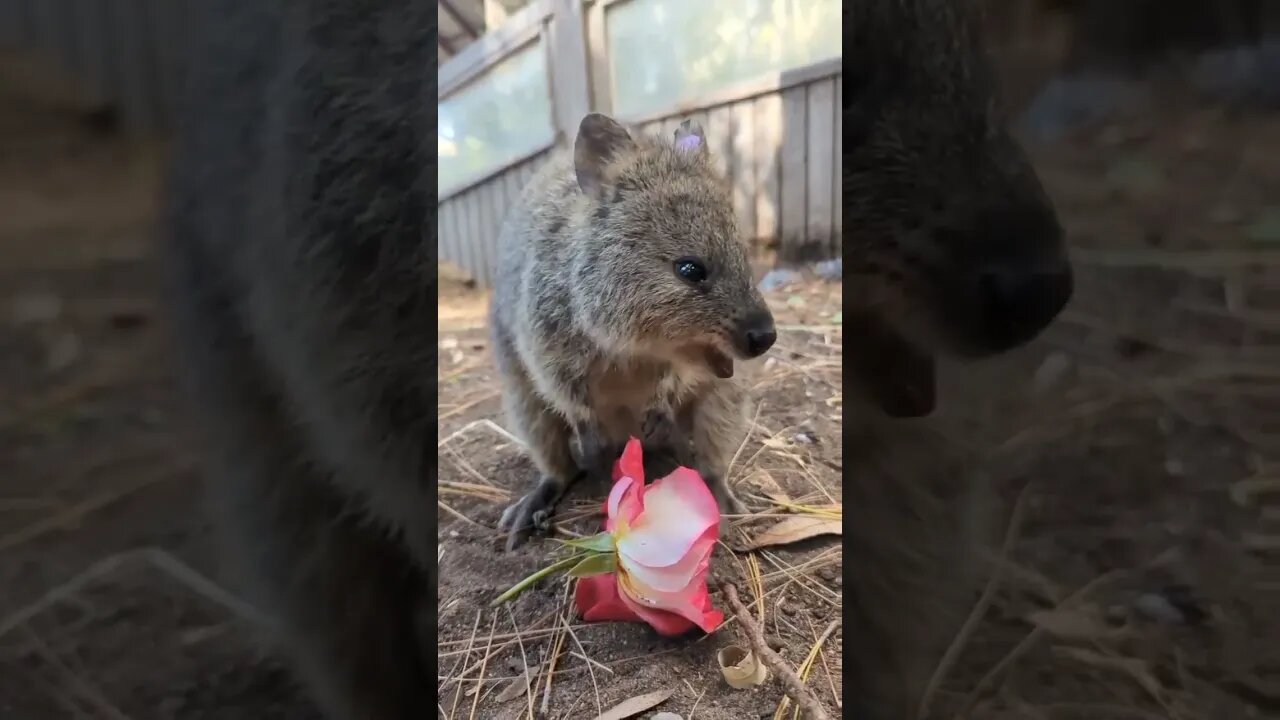 Cute funny Quokka -134