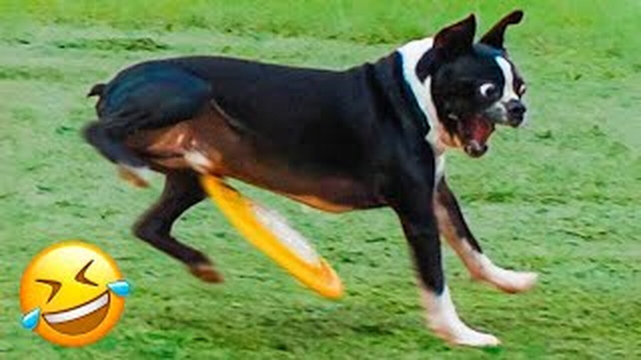 funny animal videos 2023, funny animal videos, animal voice overs, try not to laugh clean, funny,