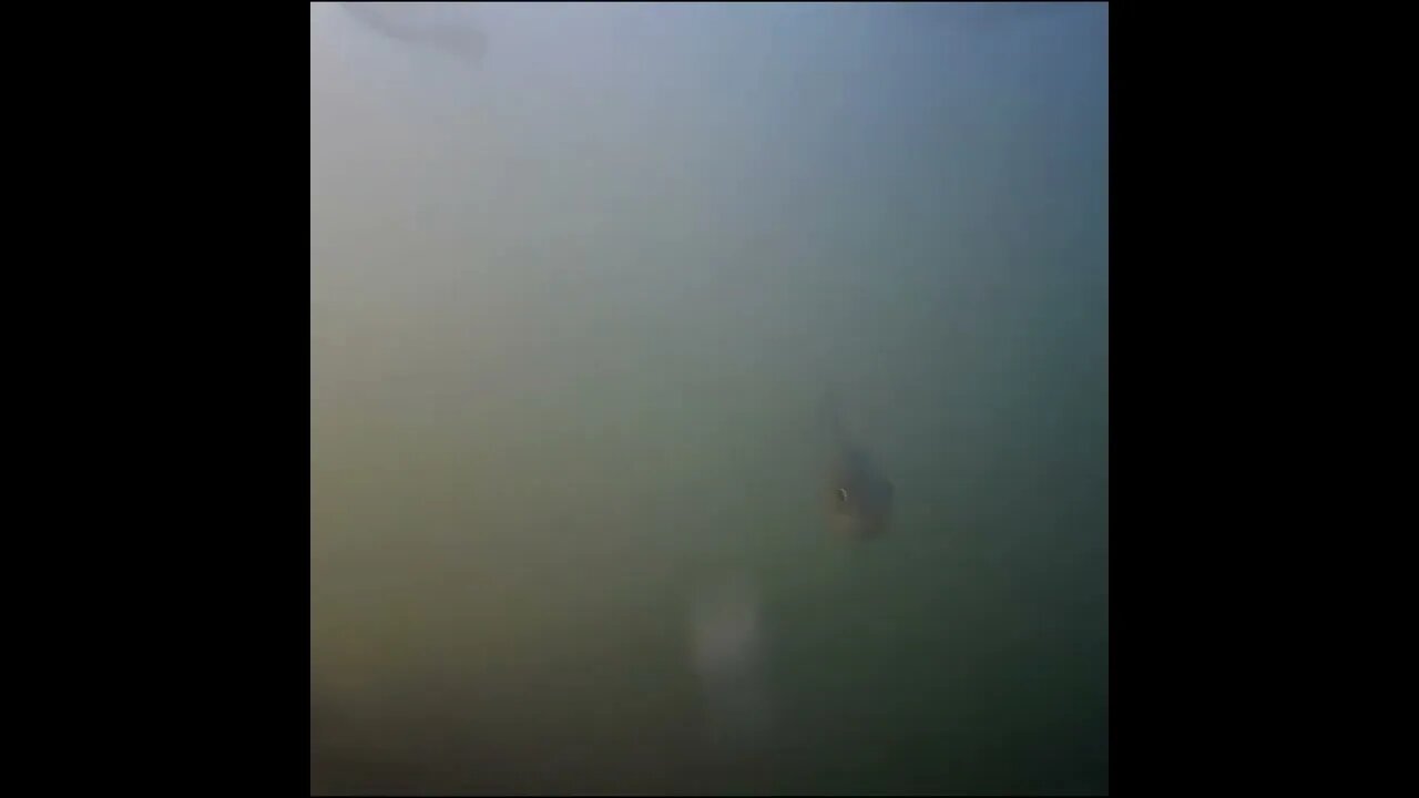 Chubsucker