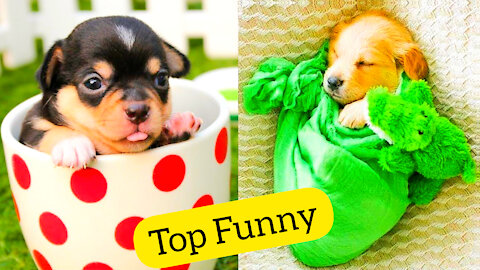 Top Funny Cat Videos - TRY NOT TO LAUGH #3 |🤣