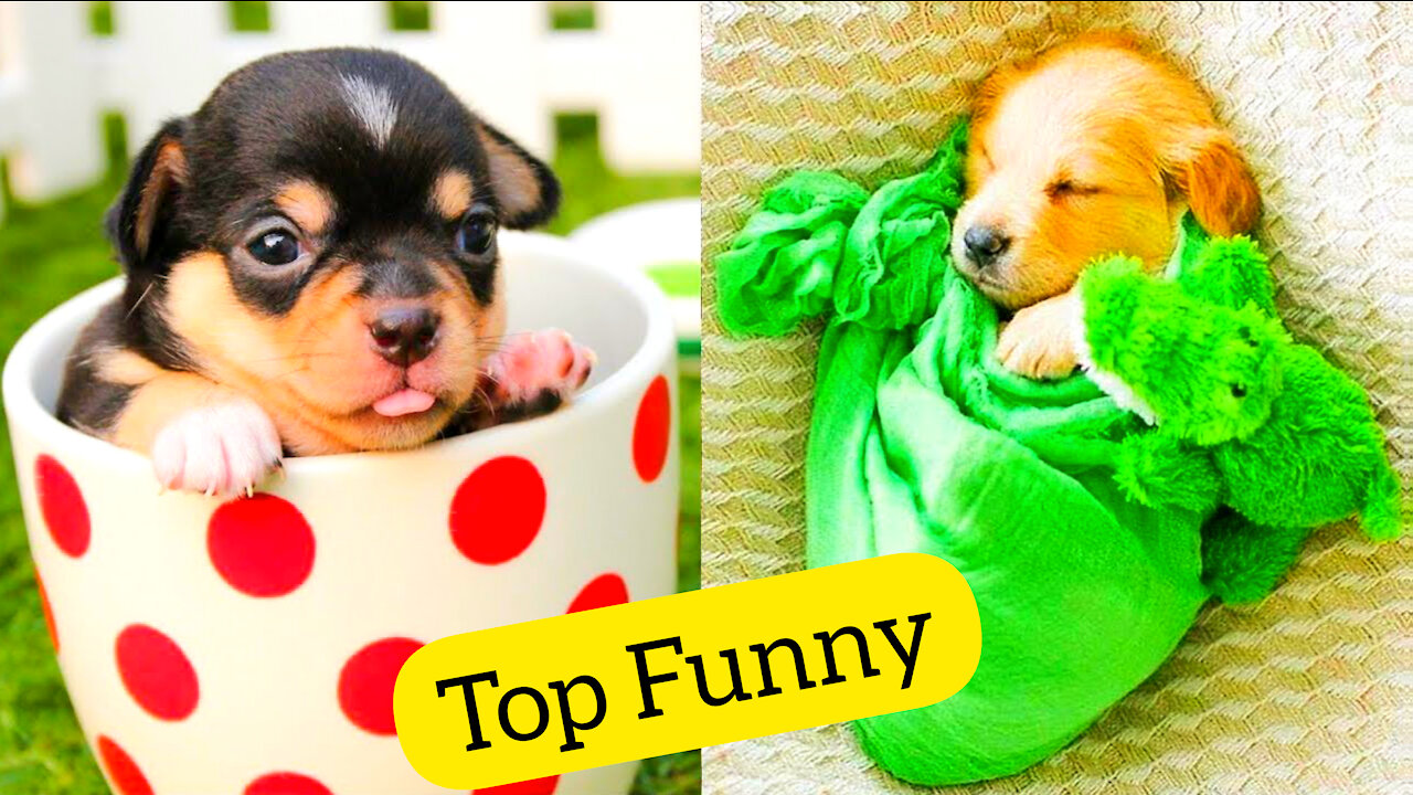 Top Funny Cat Videos - TRY NOT TO LAUGH #3 |🤣