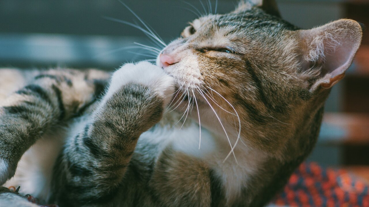 Cute Pets And Funny Animals Compilation ​ 💗 P Garden