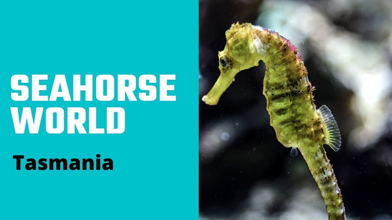 Tasmania - Seahorse World Beauty Point