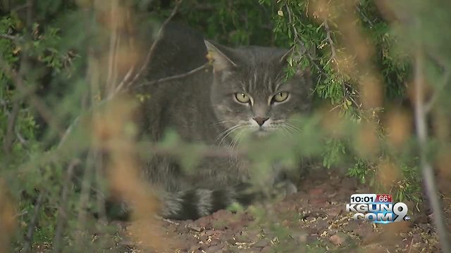 Neighbors say the dead cats appear to be poisoned