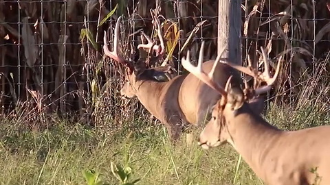 Buck Shedding Velvet (Video by Jake Hofer)