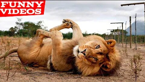 Best Funny Animal Videos of the year (2021), funniest animals ever.