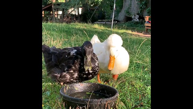 crazy ducks 🦆🦆